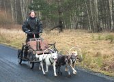 Vargaskogens Hunddagis Vargaskogens Hunddagis